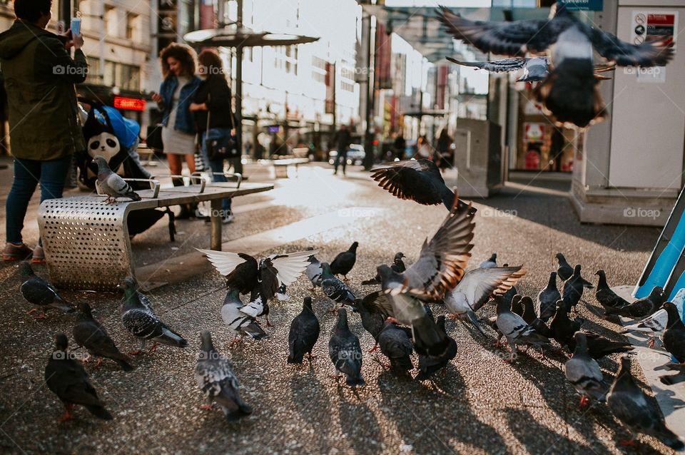 Pigeons Feasting
