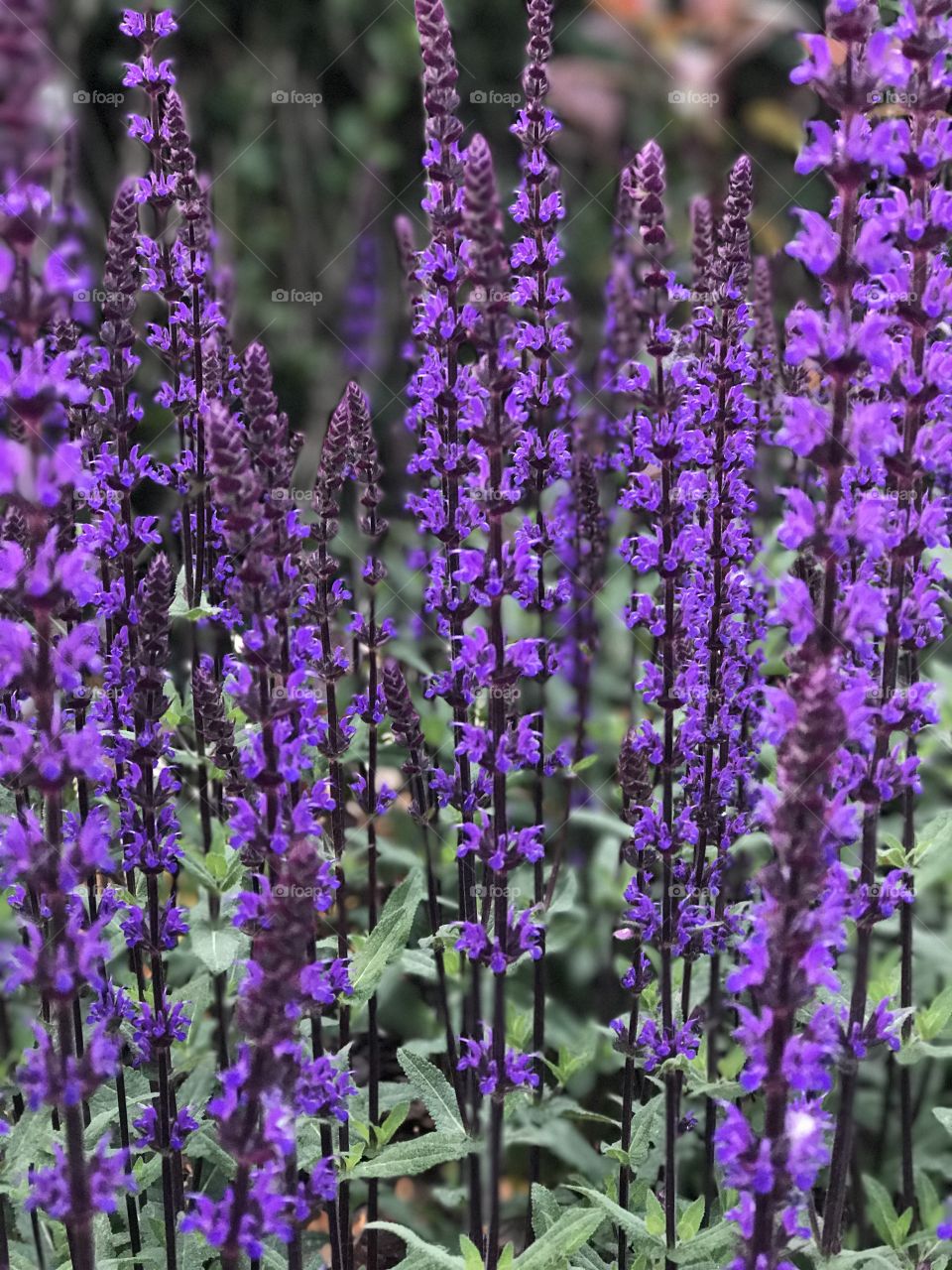 Lavender flowers blooming in field