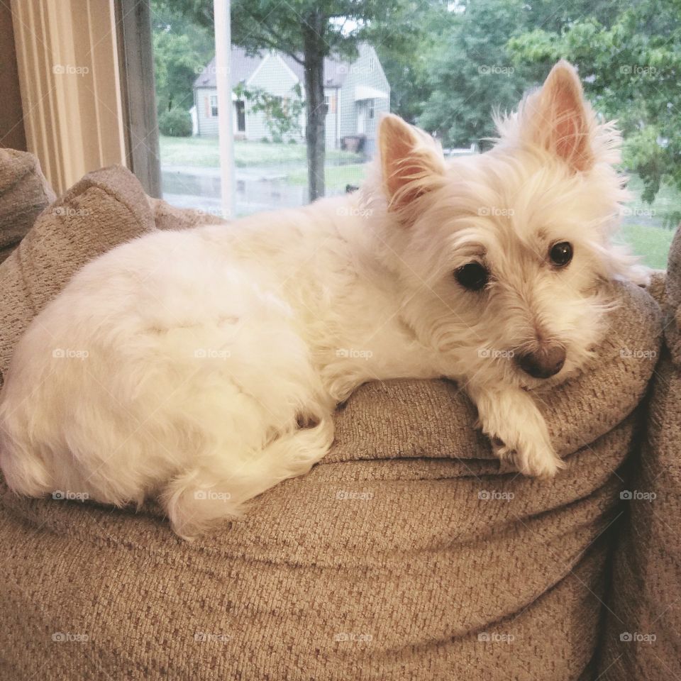 A westie looking sad on a dreary day
