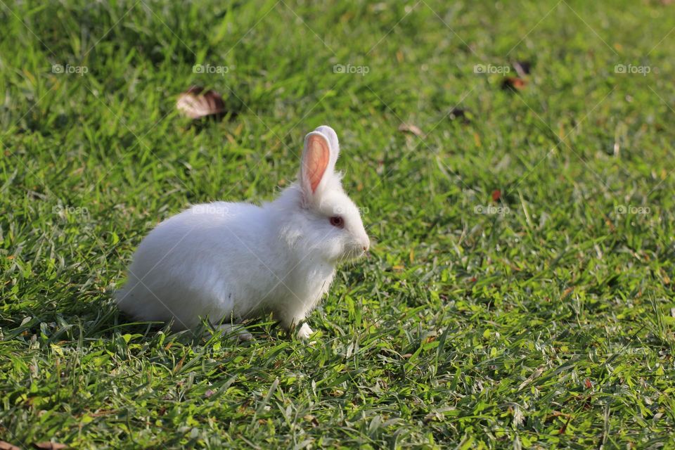 A rabbit 