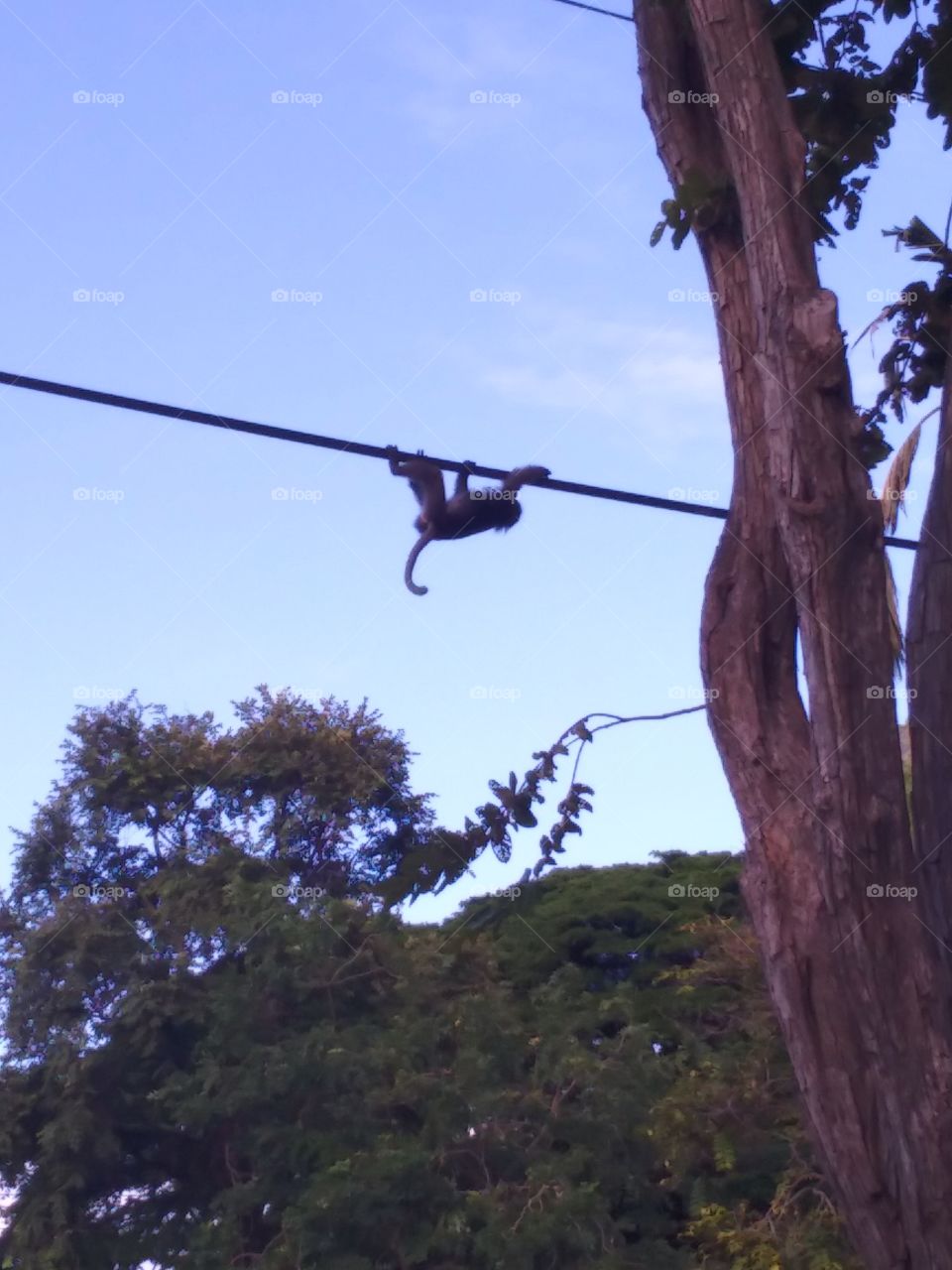 monkeys overhead. dusky langur monkeys in the trees and climbing on power lines