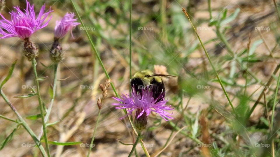 Bee on Wildflower
