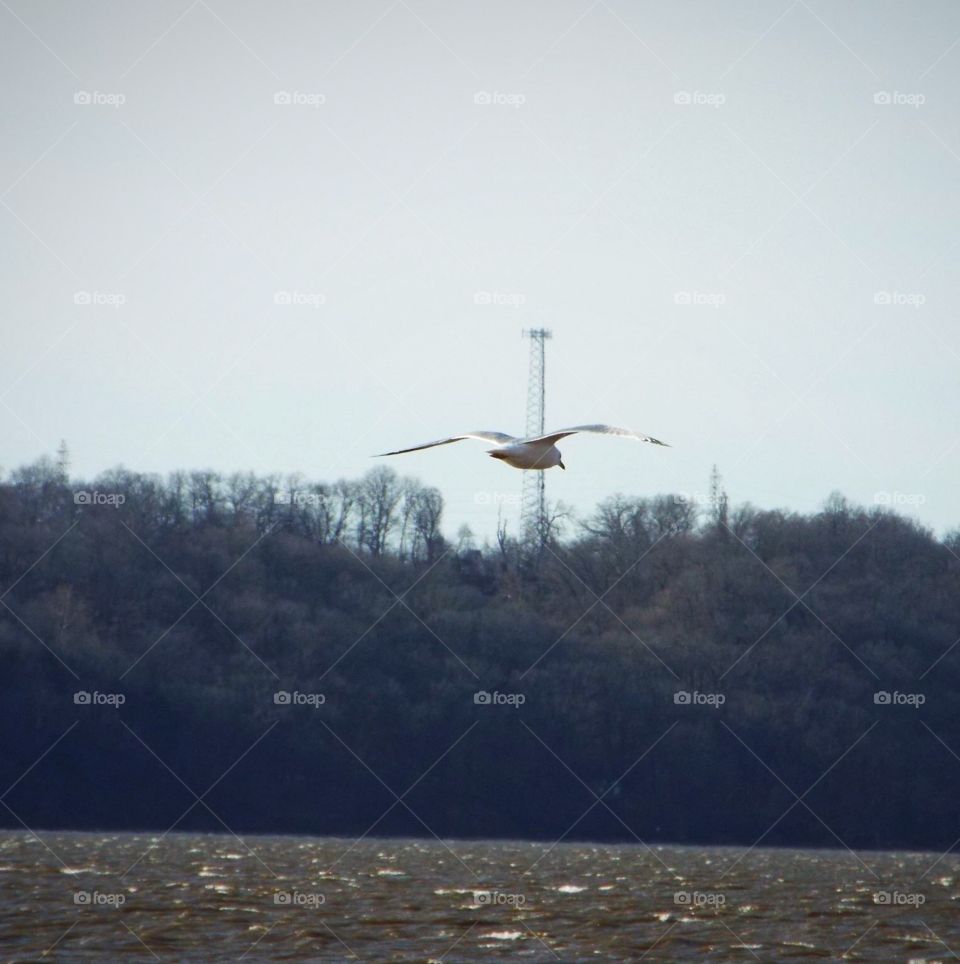 Seagull flying over the river