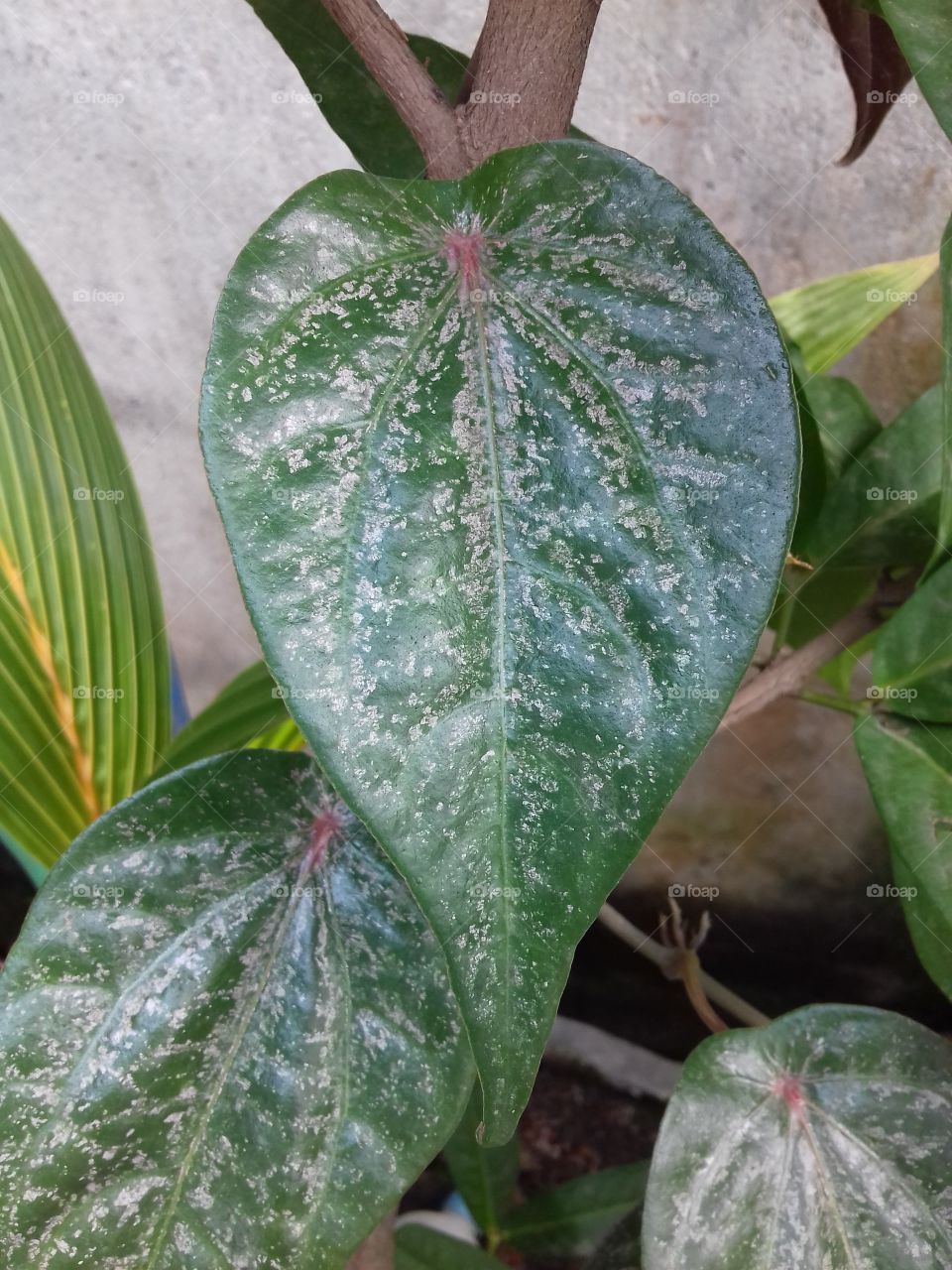 red betel leaf