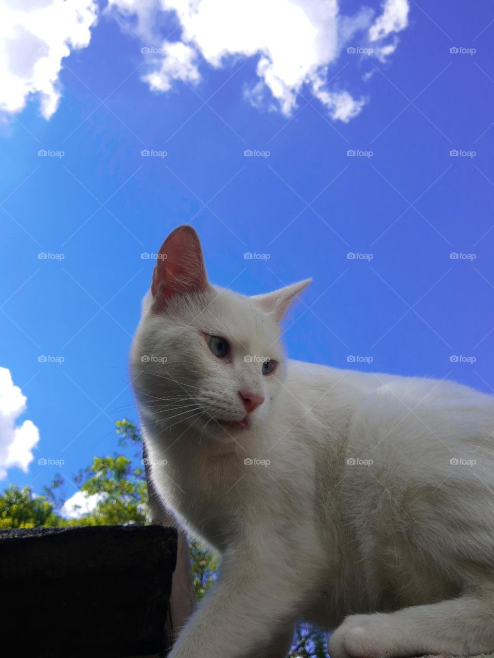 white cat and blue sky