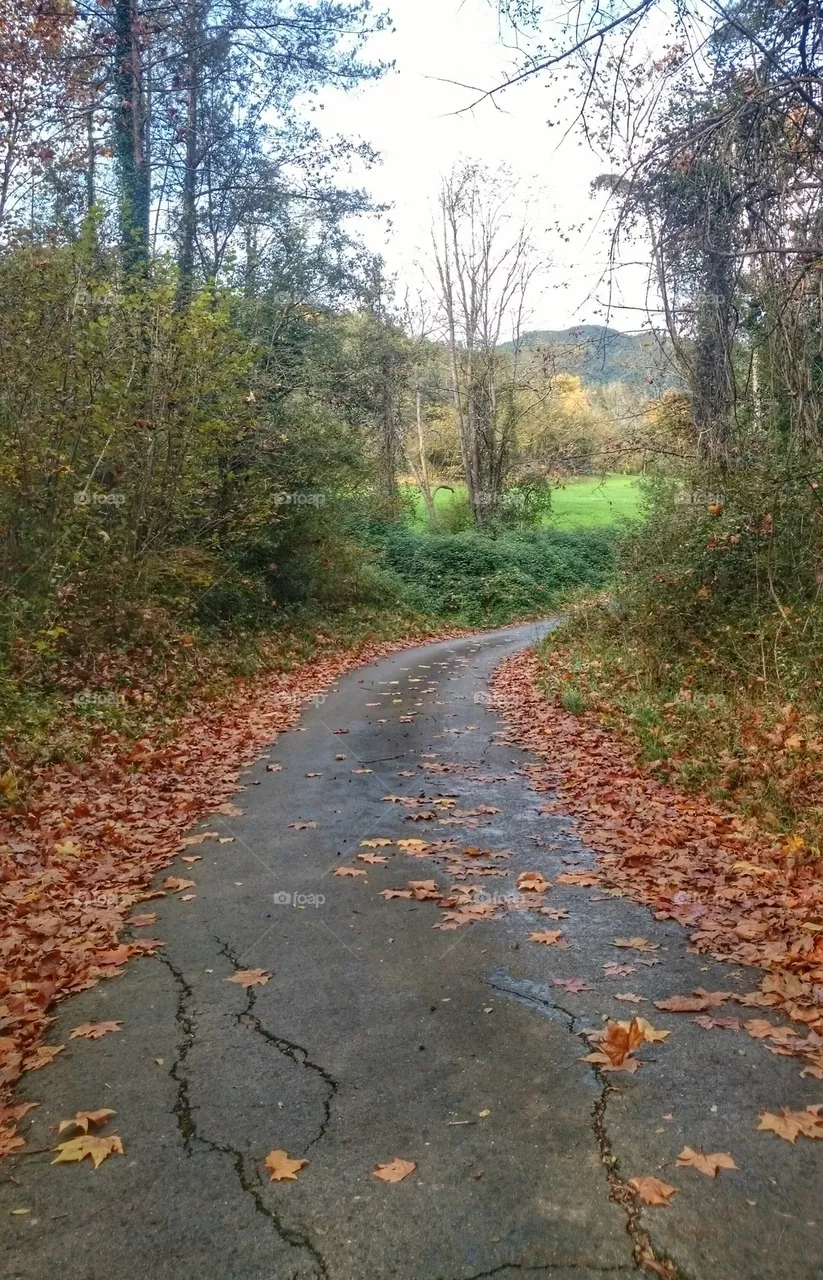 Road 