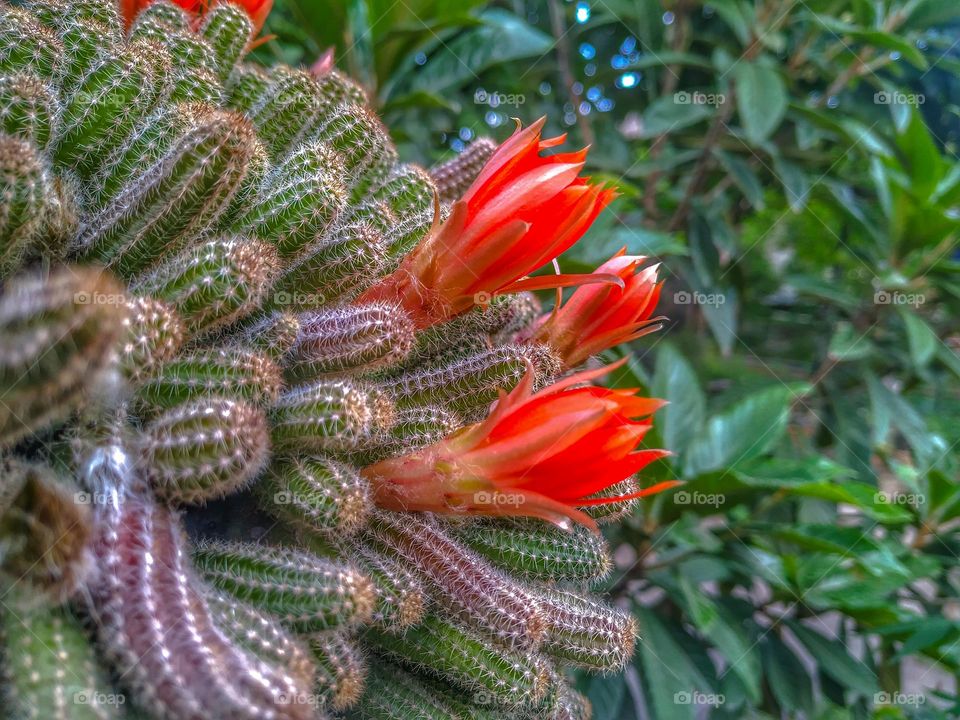 cactus red flower