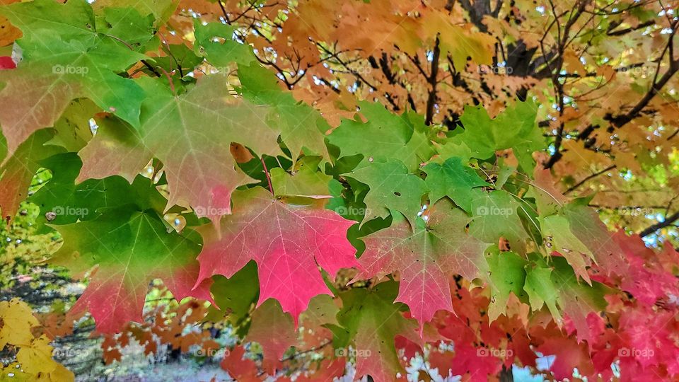 maple leaves in fall