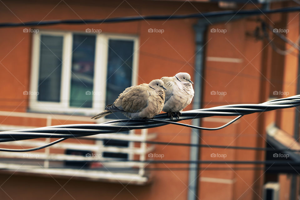 Two birds sitting on a cable