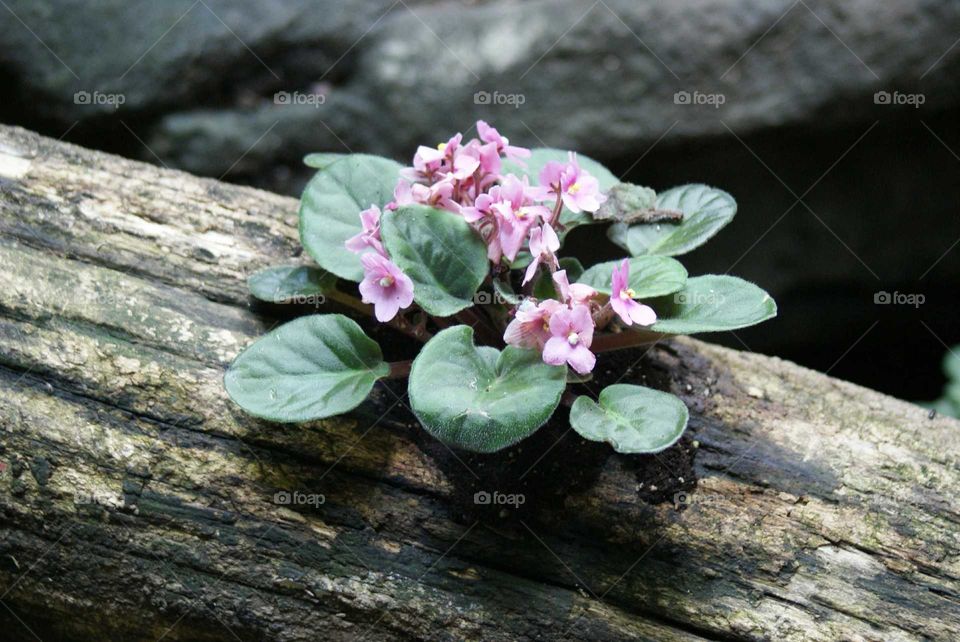 African Violet