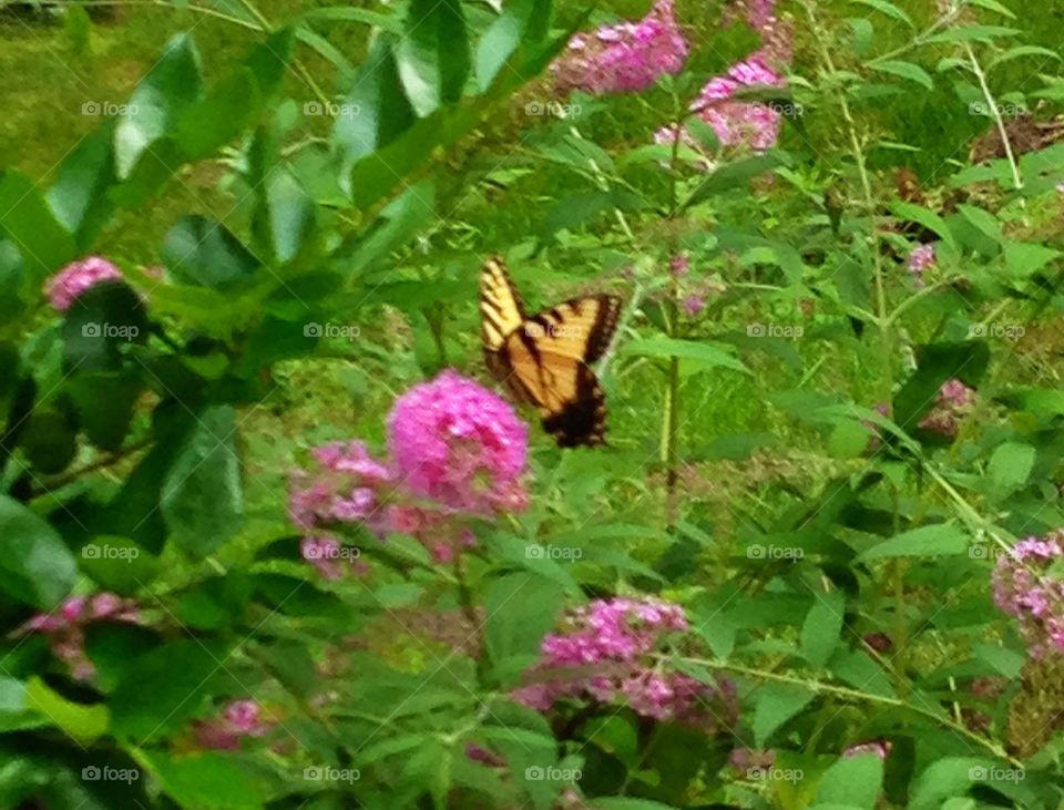 Butterfly on flower