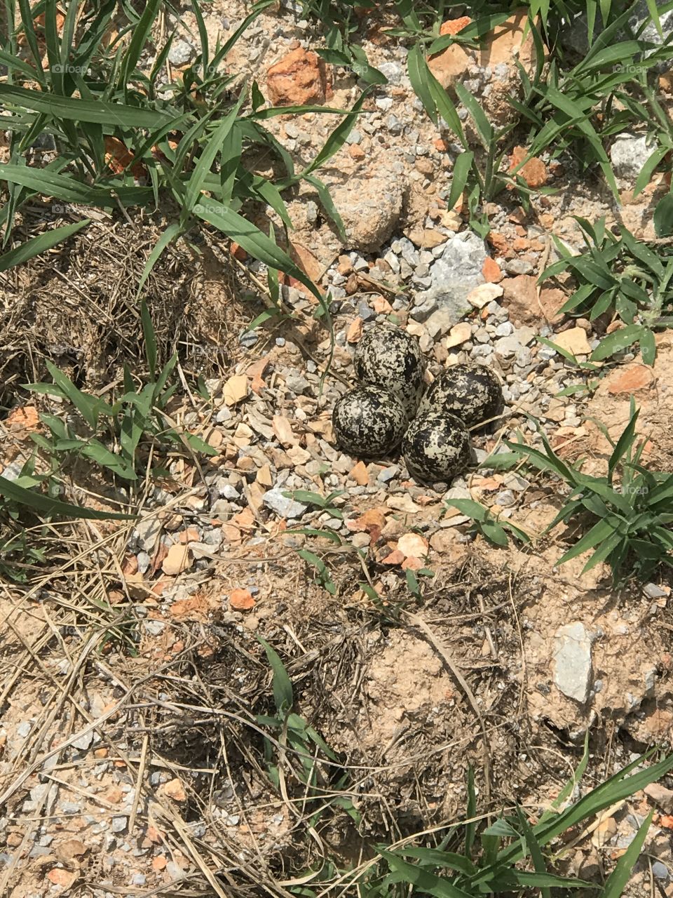 Killdeer nest