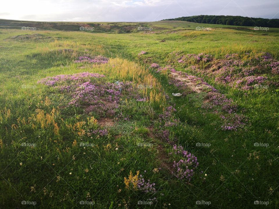 Flowers on the plain awesome