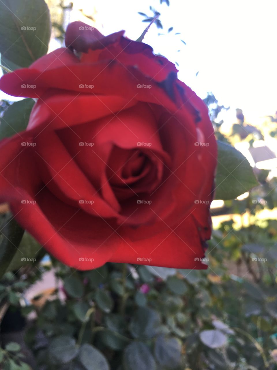 Una flor roja 

