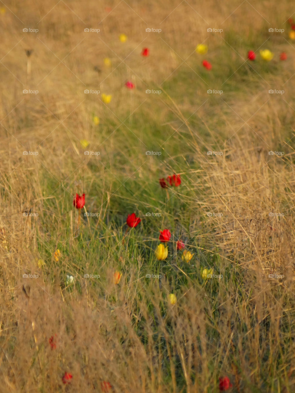 Wild tulips