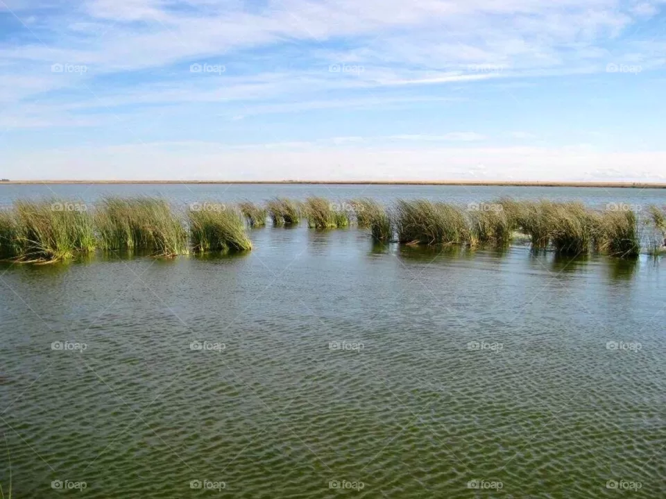 Wetlands