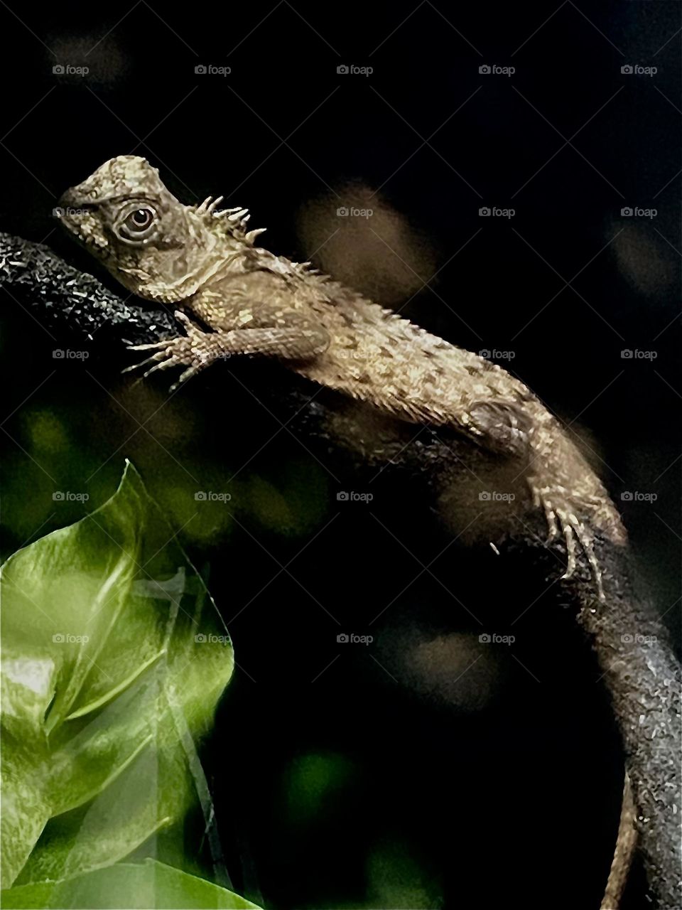 Lizard on a branch, looking at me, taken on my iPhone 12