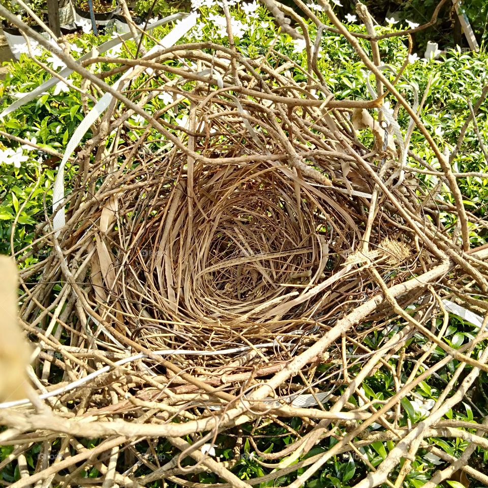 nest