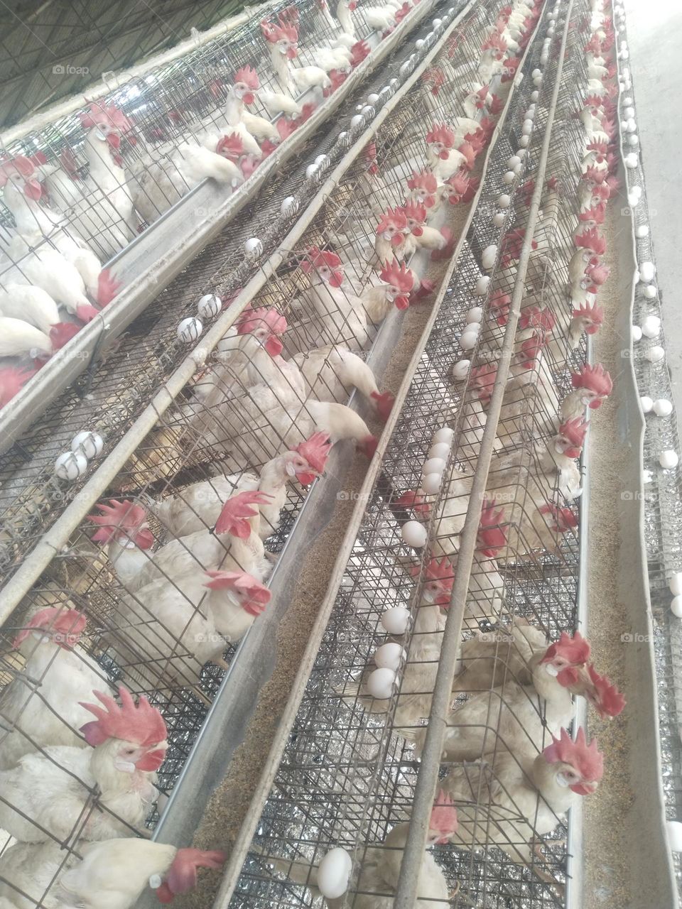 poultry layer birds