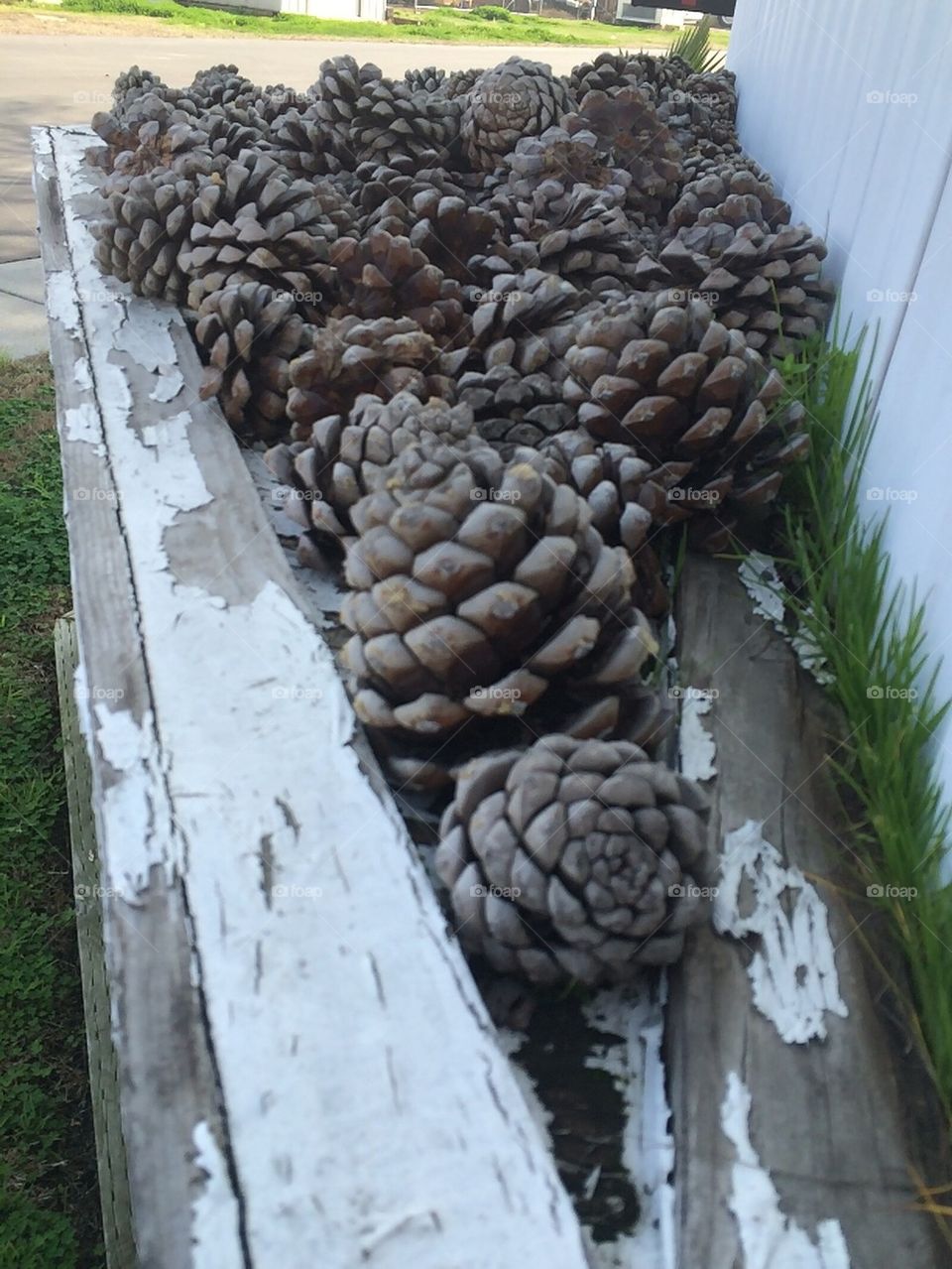 Pine Cone Collection