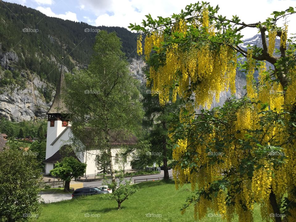 No Person, Tree, Fall, Nature, Outdoors