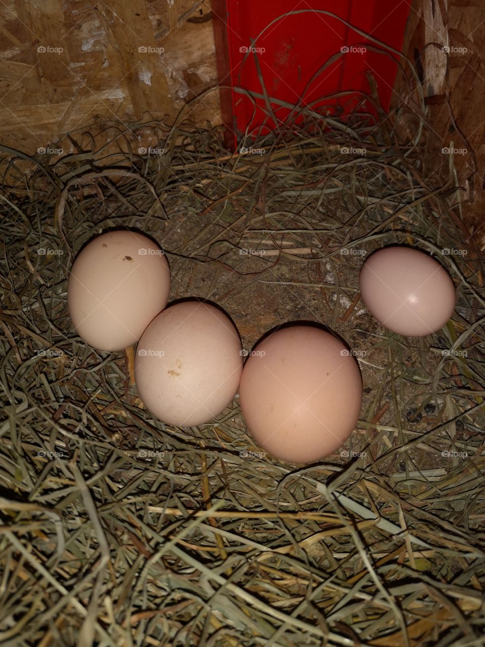 Fresh Farm Eggs