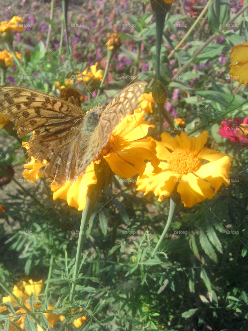 flower butterfly