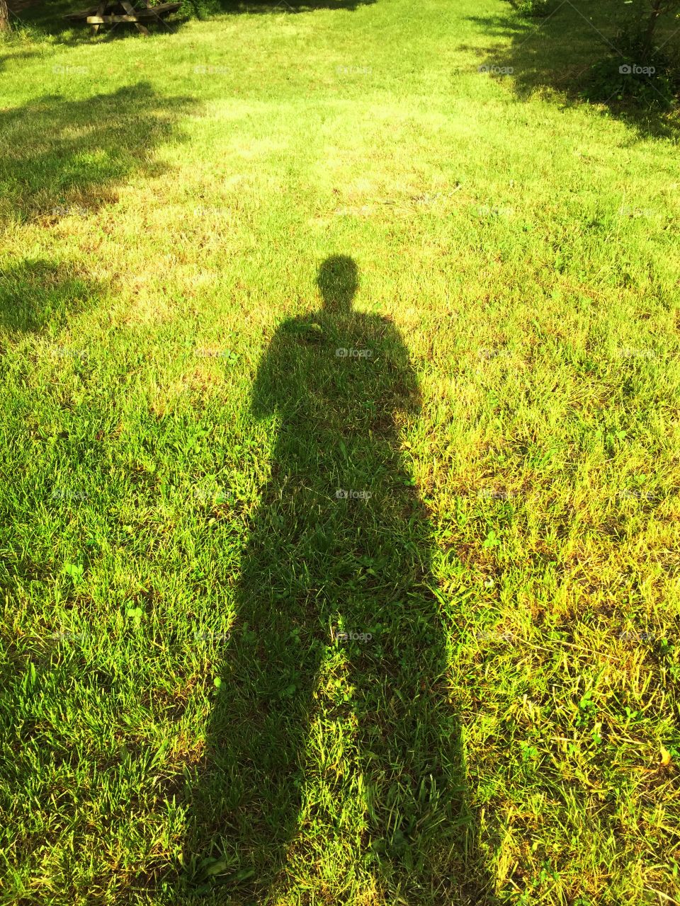 Shadow on lawn 