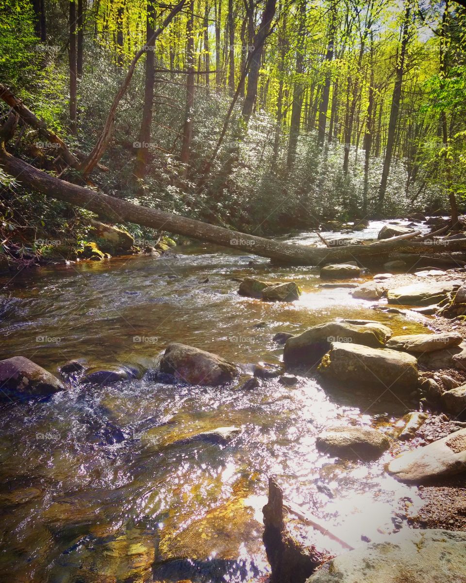 North Carolina creekside on a blissful sunny day. This was a beautiful hike.
