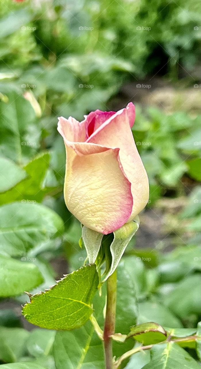 The photo shows a rose bud, the petals of which are rich yellow with beautiful red edges. The petals are tightly closed, creating a graceful bud shape that has not yet fully opened.
