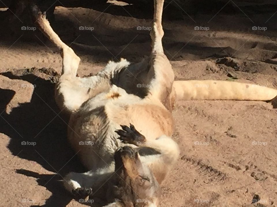 Lazy ass kangaroo 