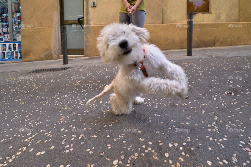 Walking a Puppy. Close up and coming 