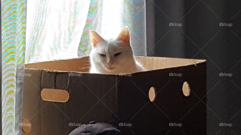 Kitty in a box