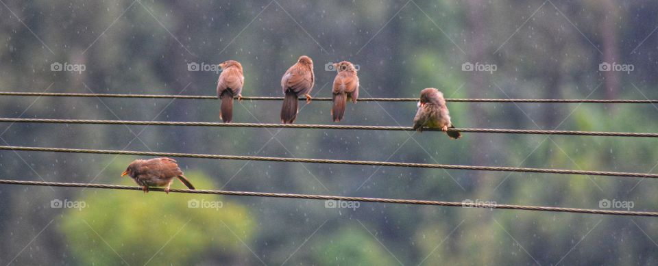 Birdie gatherings in the rain 