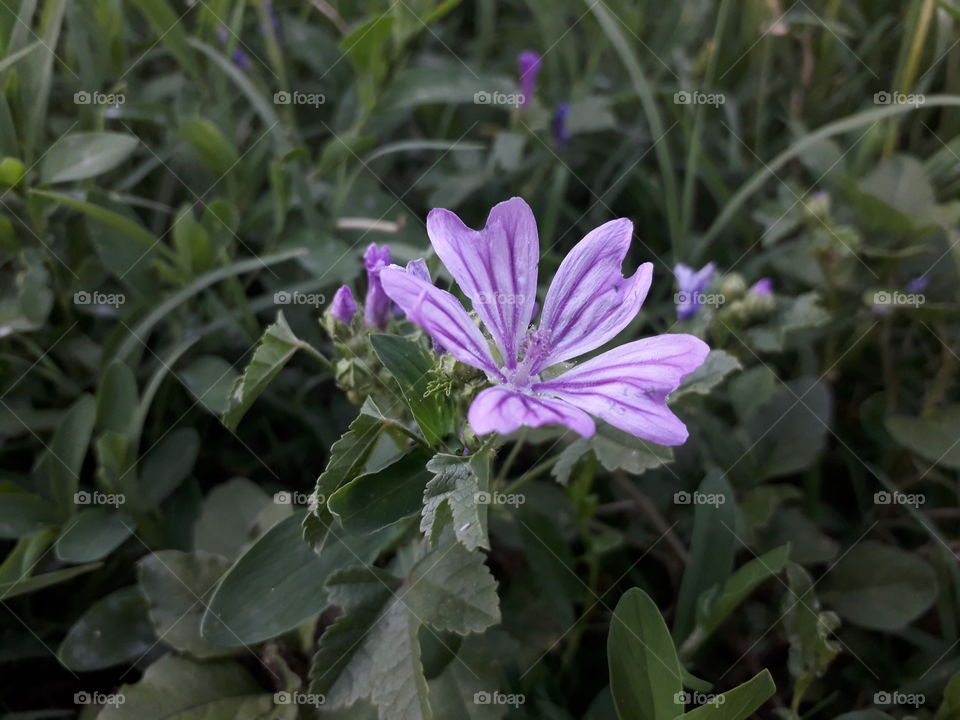 One nice fokus photo... This flower was so pretty for me and I must to take photo of it! How do you like it?