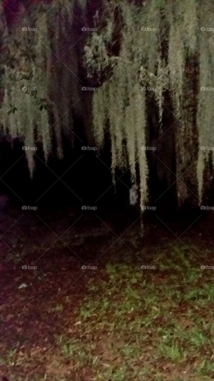 4:30am walking the dog