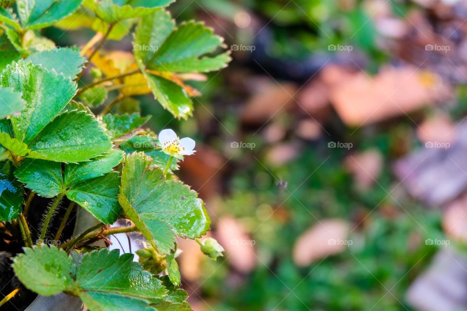 close-up of strawberry plant