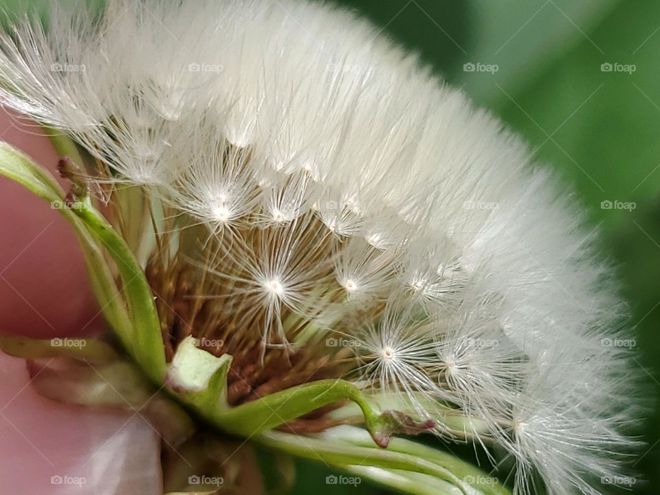 closeup of plant flower in seeding stage