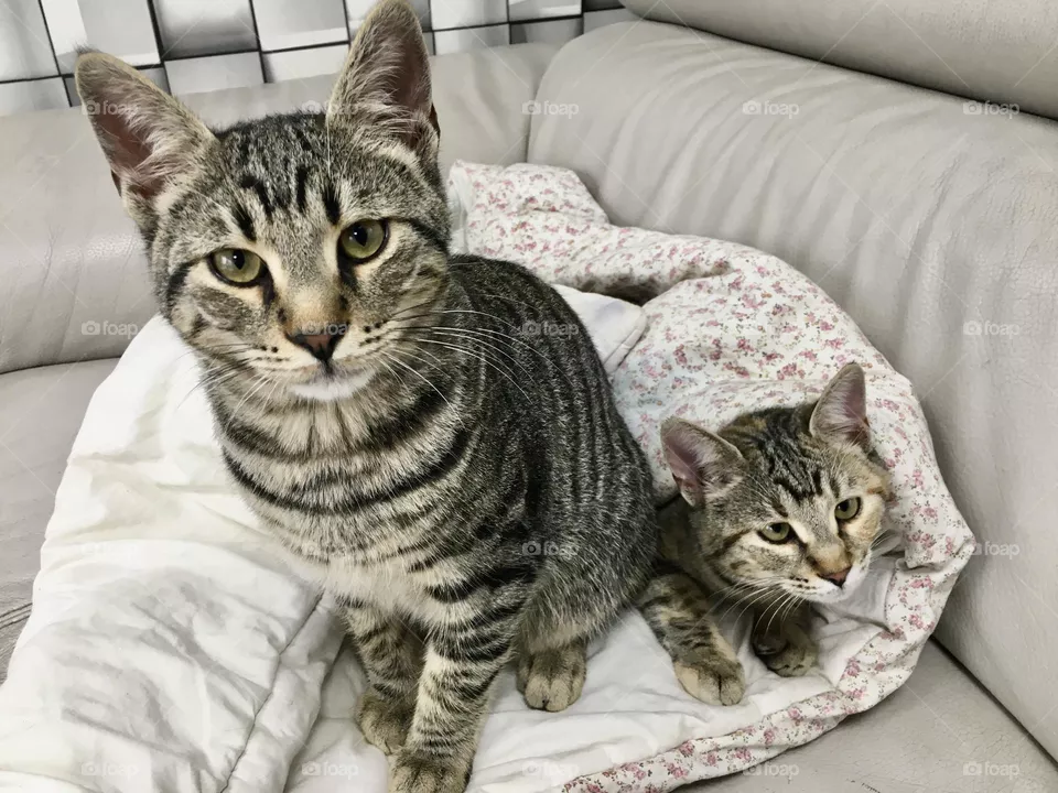 Cats are warming up