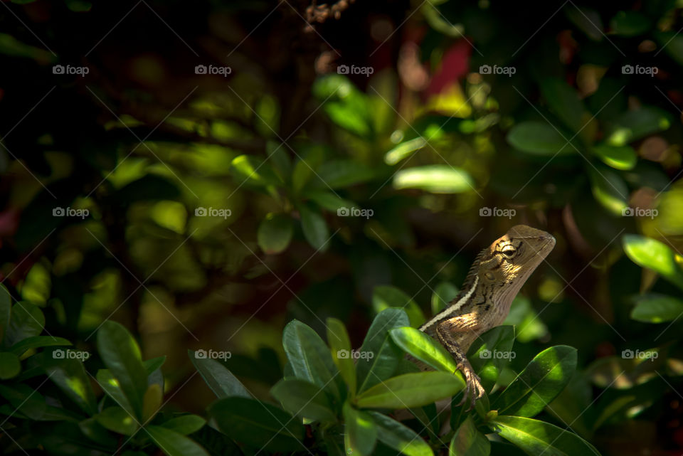 A wild little lizard found in the frontyard, i walked slowly and took a shoot, expecting my presence will not bother him