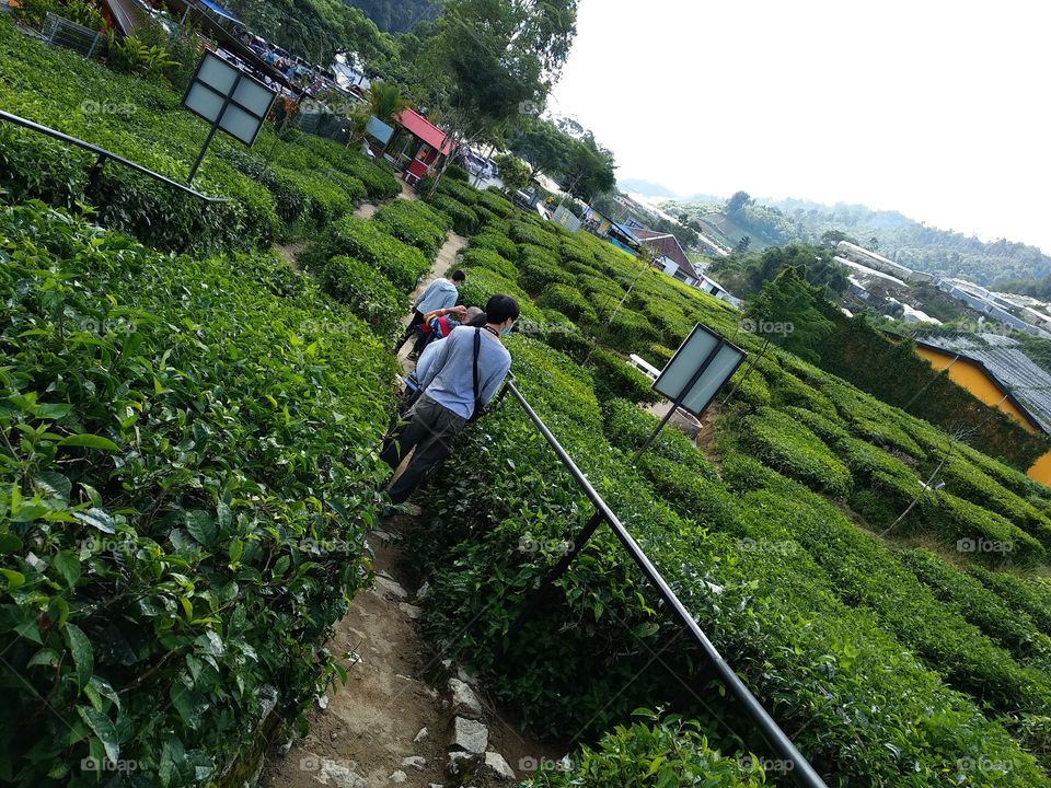 Cameron Highlands