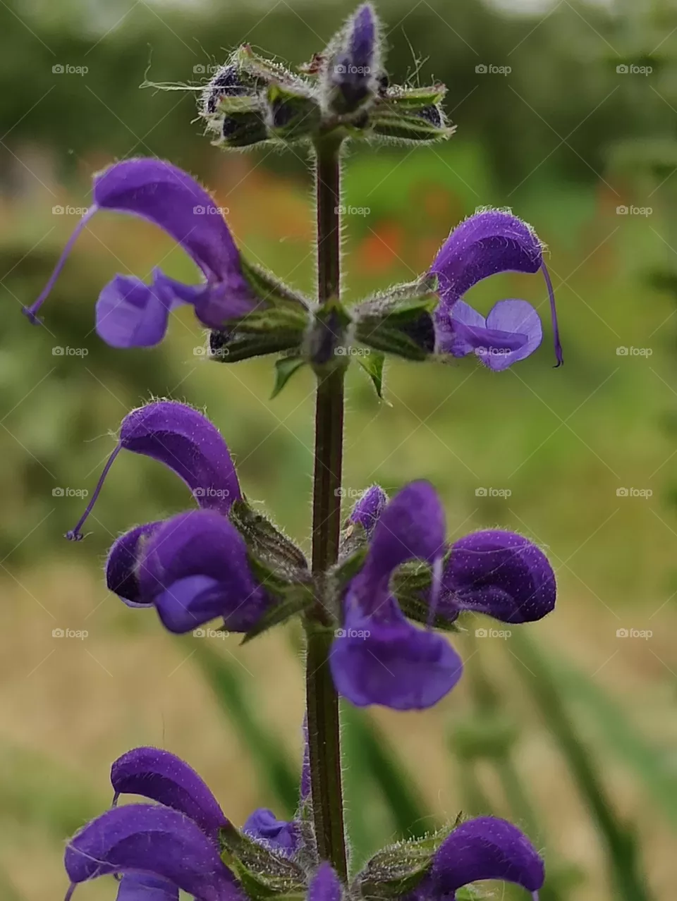 wildflowers