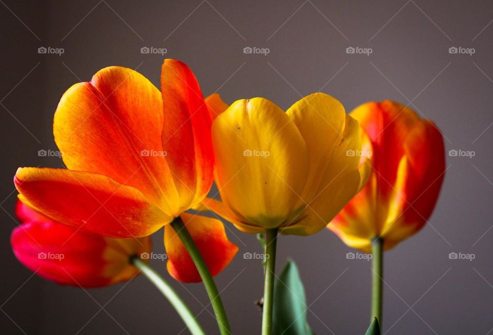 tulips