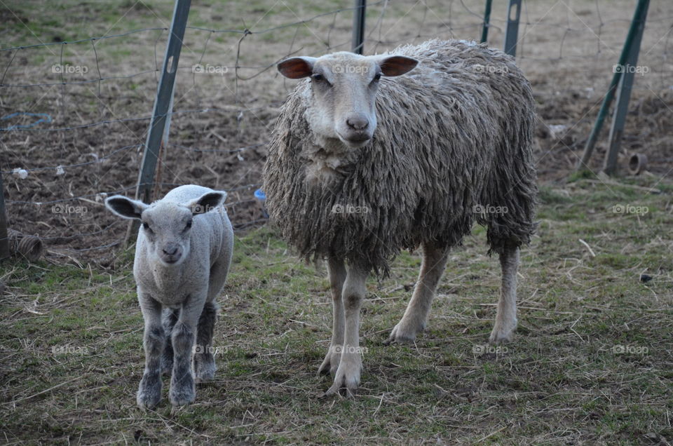I present to you a mom and her baby sheep , he was born only one week ,who looks at my camera with their funny heads, it looks like they are smiling at me