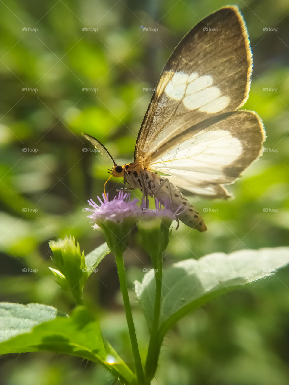 Butterfly on purple flower.