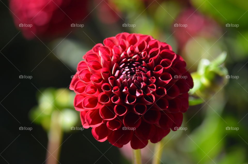 Dahlia