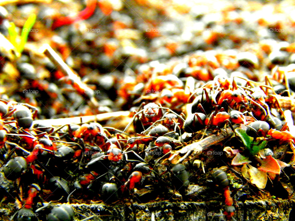 working ants