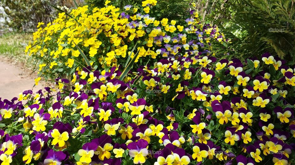 Flower, Nature, Garden, Flora, Summer