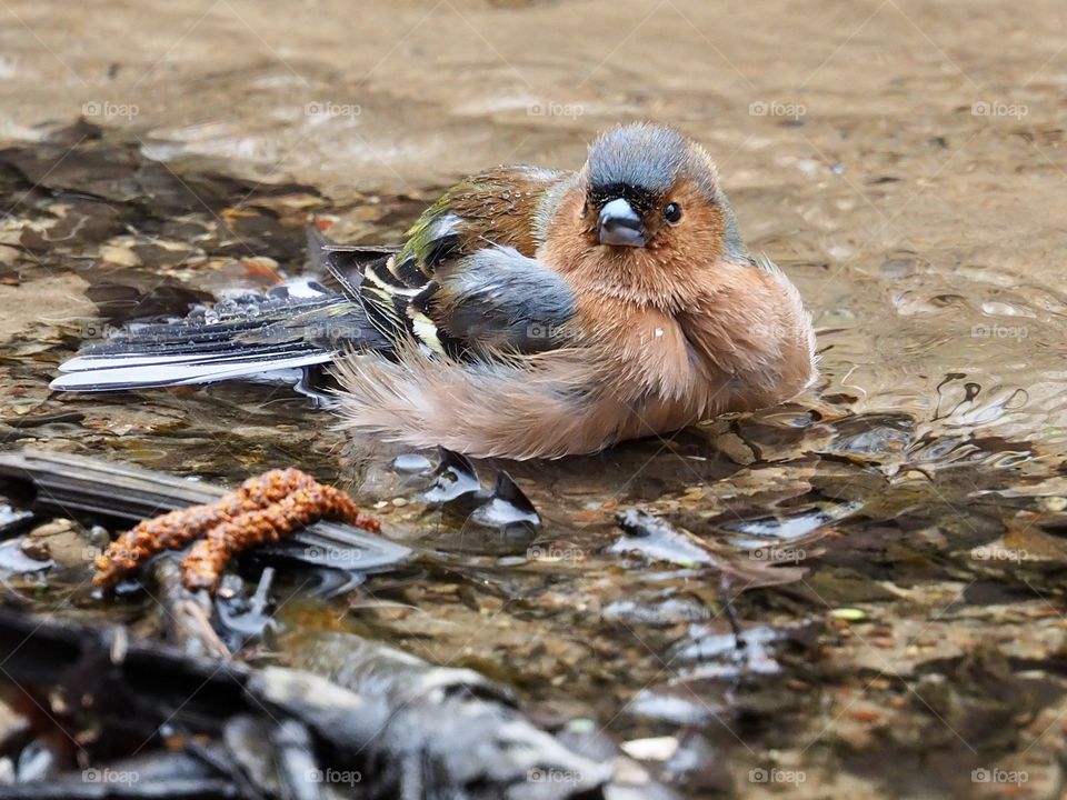 Chaffinch bath time
