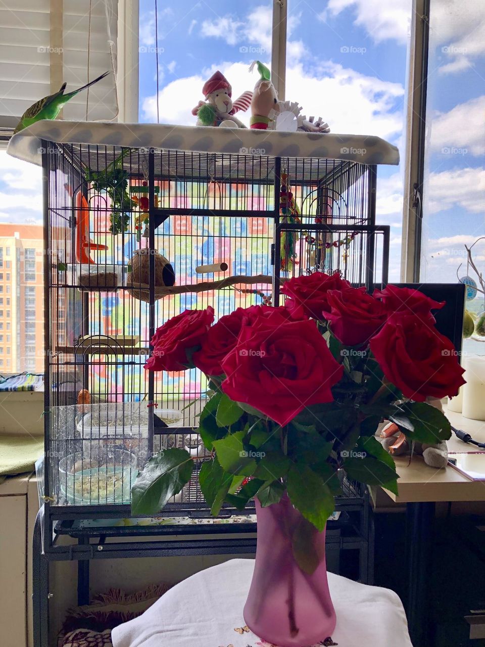 Bird cage with flowers up front /My pretty Roses 🌹